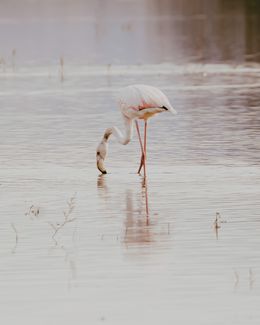 Photography, Flamingo Feeding in Calm Waters, Arantza NT Photography