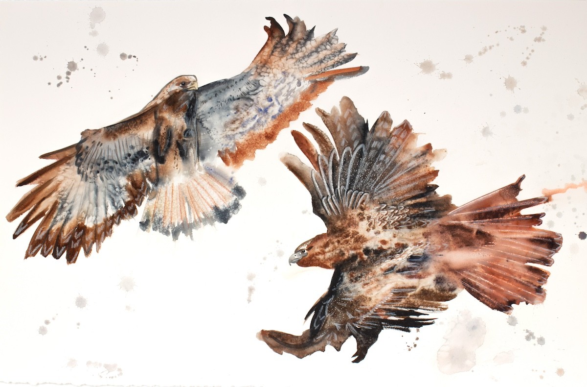 Elizabeth Becker, Flying Hawks Elizabeth Becker, Flying Hawks