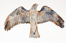 Gemälde, Flying Hawk No. 3, Elizabeth Becker