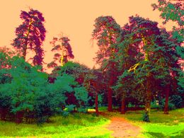Gemälde, Sunset in the forest, Boris Serdyuk