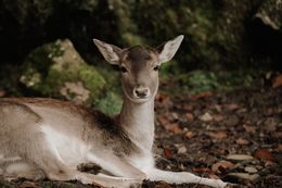 Photography, The Fallow Deer, Arantza NT Photography
