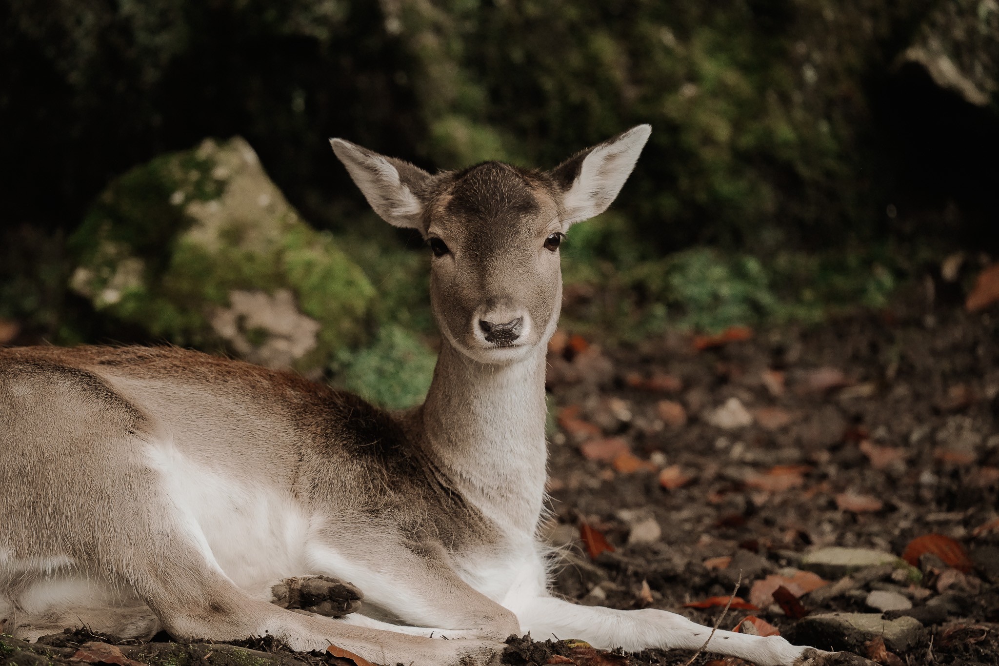 Arantza NT Photography, The Fallow Deer Arantza NT Photography, The Fallow Deer