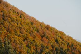 Photography, Fall colours in the mountains, Arantza NT Photography