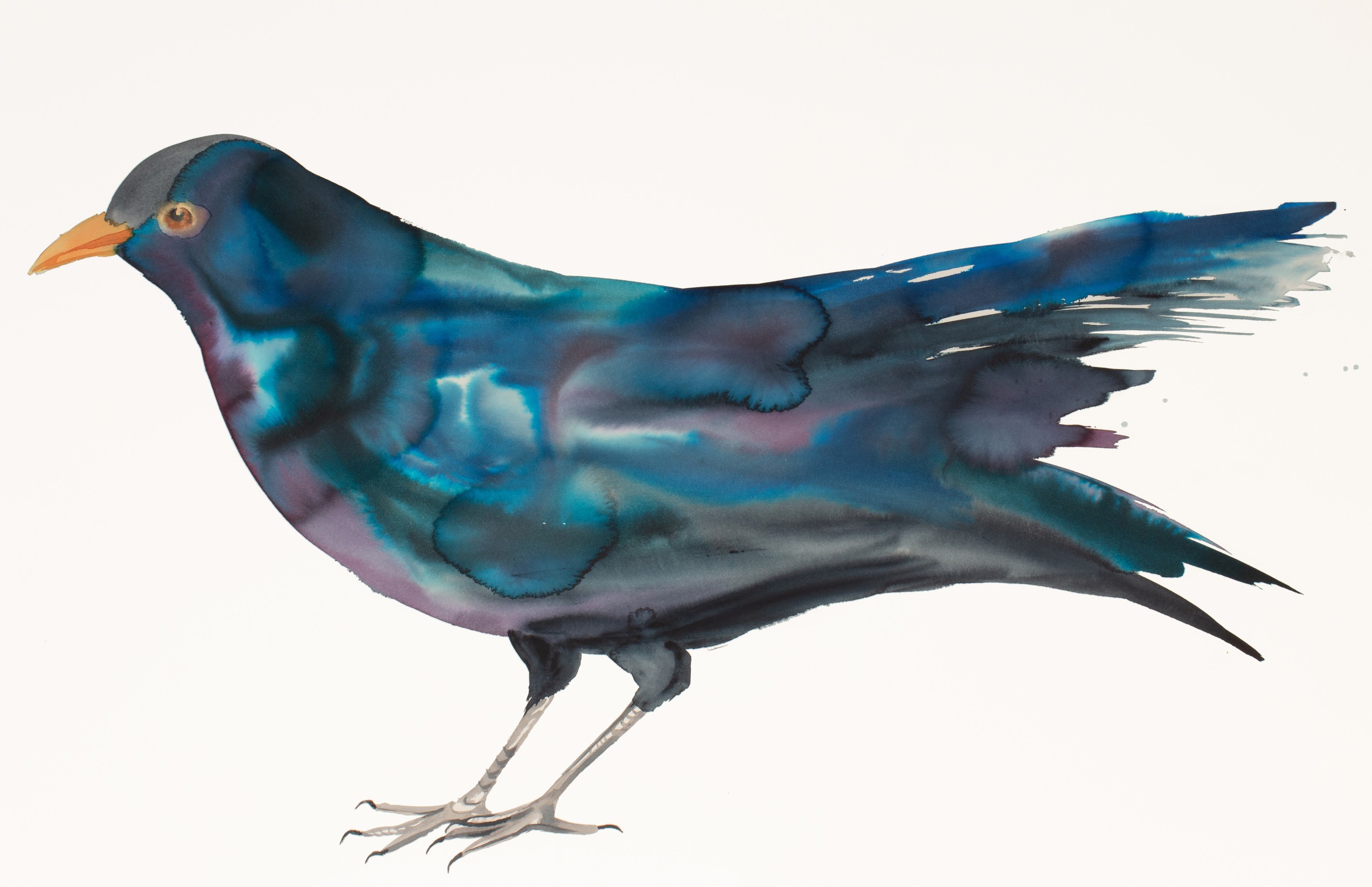Elizabeth Becker, Blackbird Elizabeth Becker, Blackbird