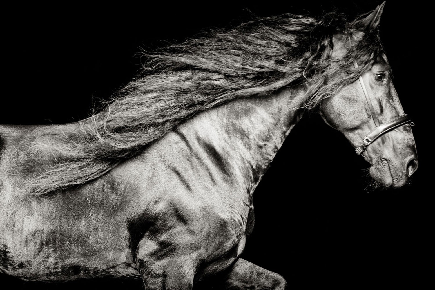 Raphael Macek, Ventus, Netherlands, Horse Portrait, Equine Beauty Raphael Macek, Ventus, Netherlands, Horse Portrait, Equine Beauty