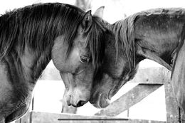 Photography, Horse Portrait, Equine Beauty, Raphael Macek