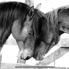 Photography, Horse Portrait, Equine Beauty, Raphael Macek