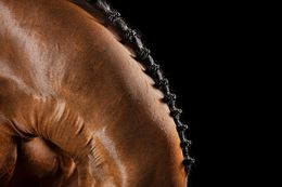 Fotografien, Breviarum, Horse Portrait, Equine Beauty, Raphael Macek