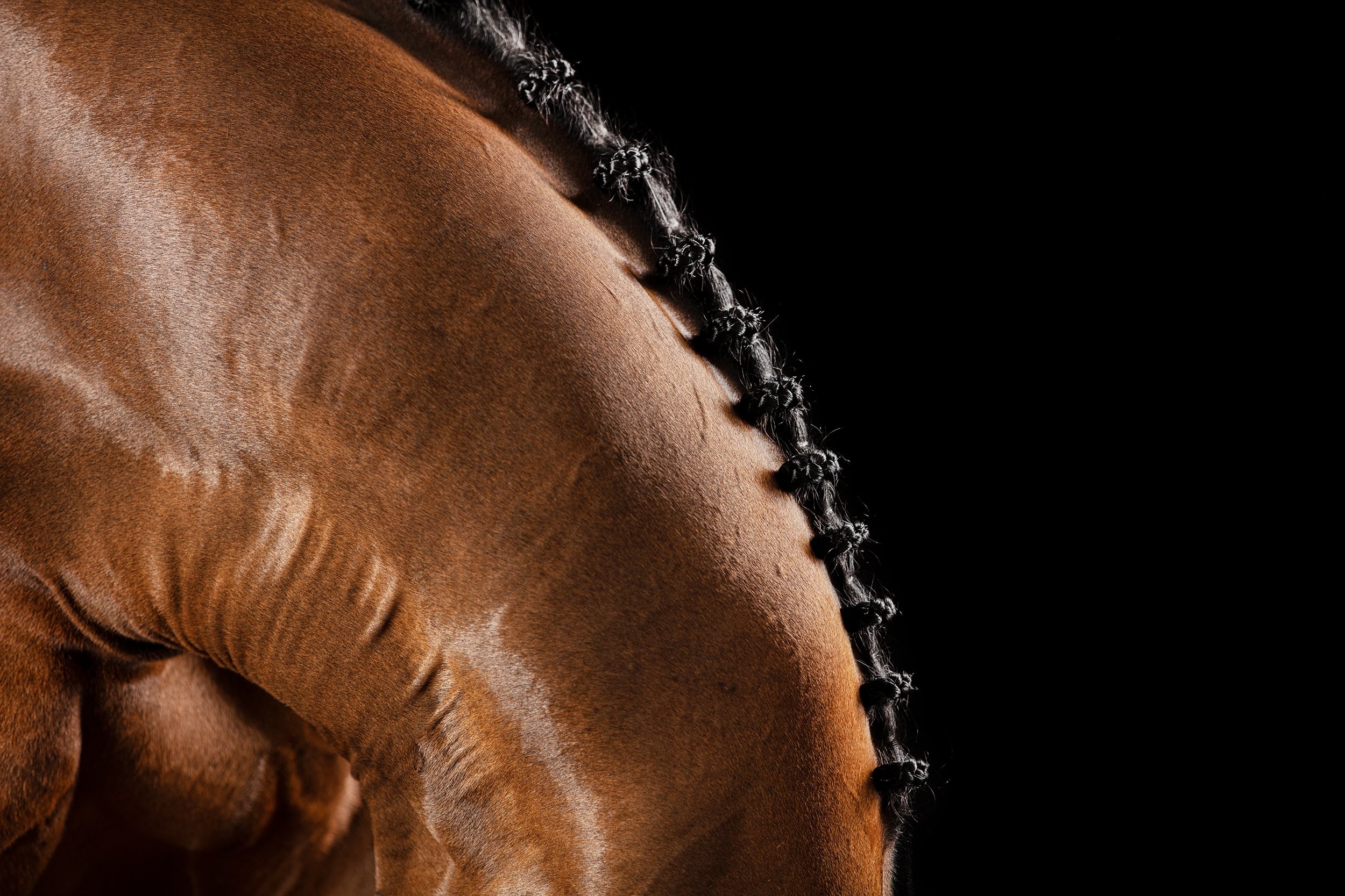 Raphael Macek, Breviarum, Horse Portrait, Equine Beauty Raphael Macek, Breviarum, Horse Portrait, Equine Beauty