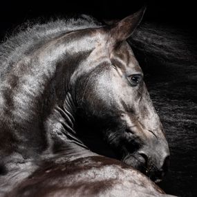 Photography, Forza, Raphael Macek