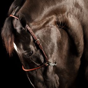 Photography, Laetia, Raphael Macek