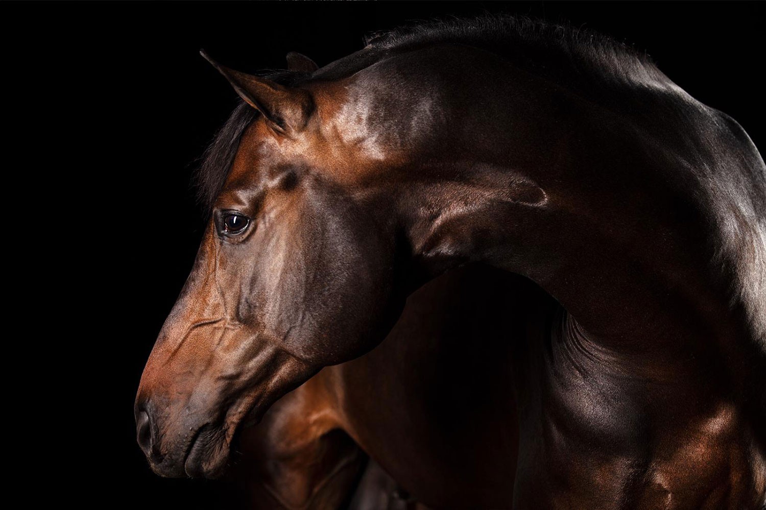 Raphael Macek, Dia Dominus, Horse Portrait, Equine Beauty Raphael Macek, Dia Dominus, Horse Portrait, Equine Beauty