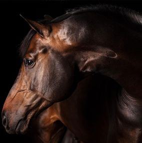 Photography, Dia Dominus, Horse Portrait, Equine Beauty, Raphael Macek