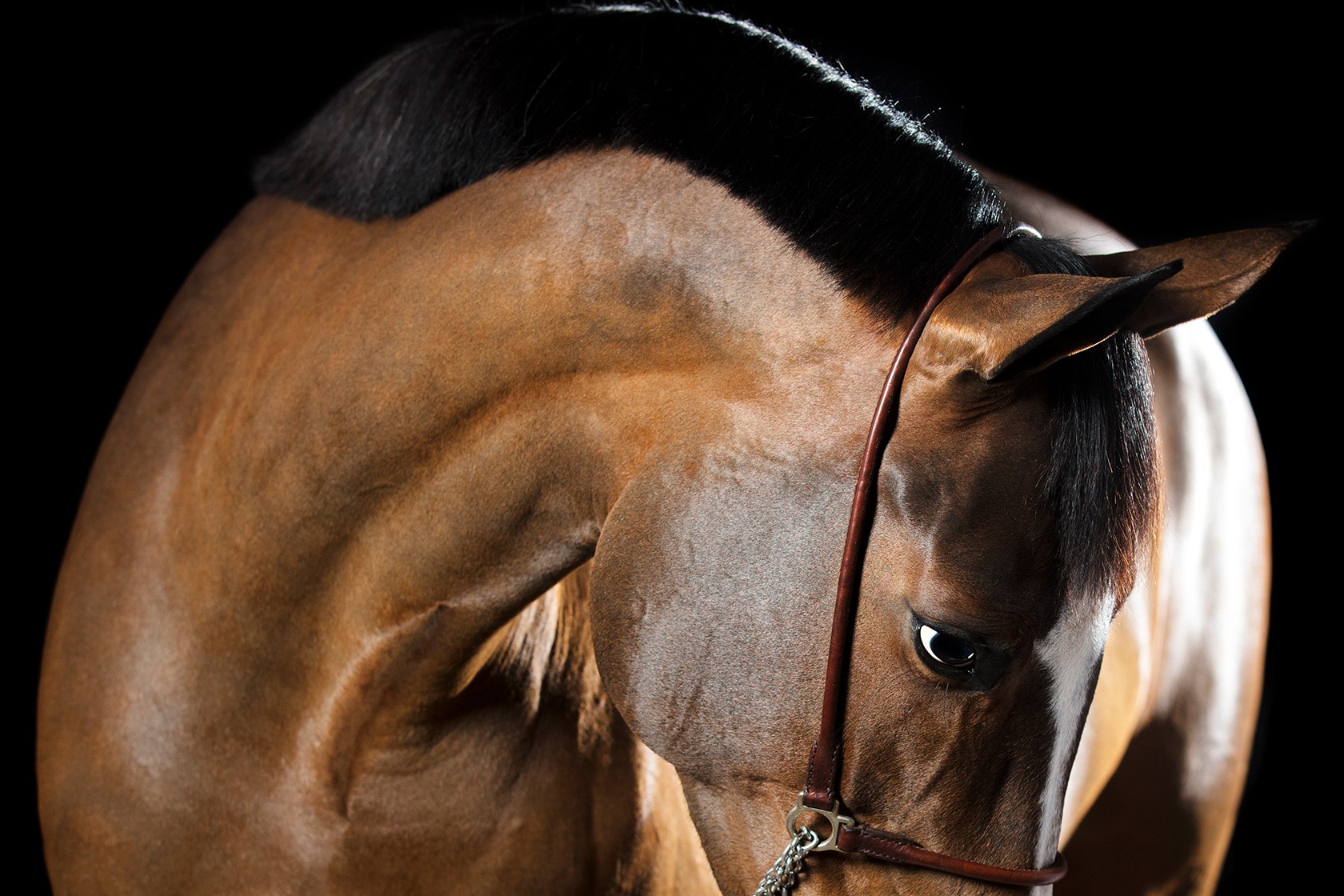 Raphael Macek, Serenitas, Horse Portrait, Equine Beauty Raphael Macek, Serenitas, Horse Portrait, Equine Beauty