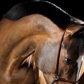 Fotografia, Serenitas, Horse Portrait, Equine Beauty, Raphael Macek