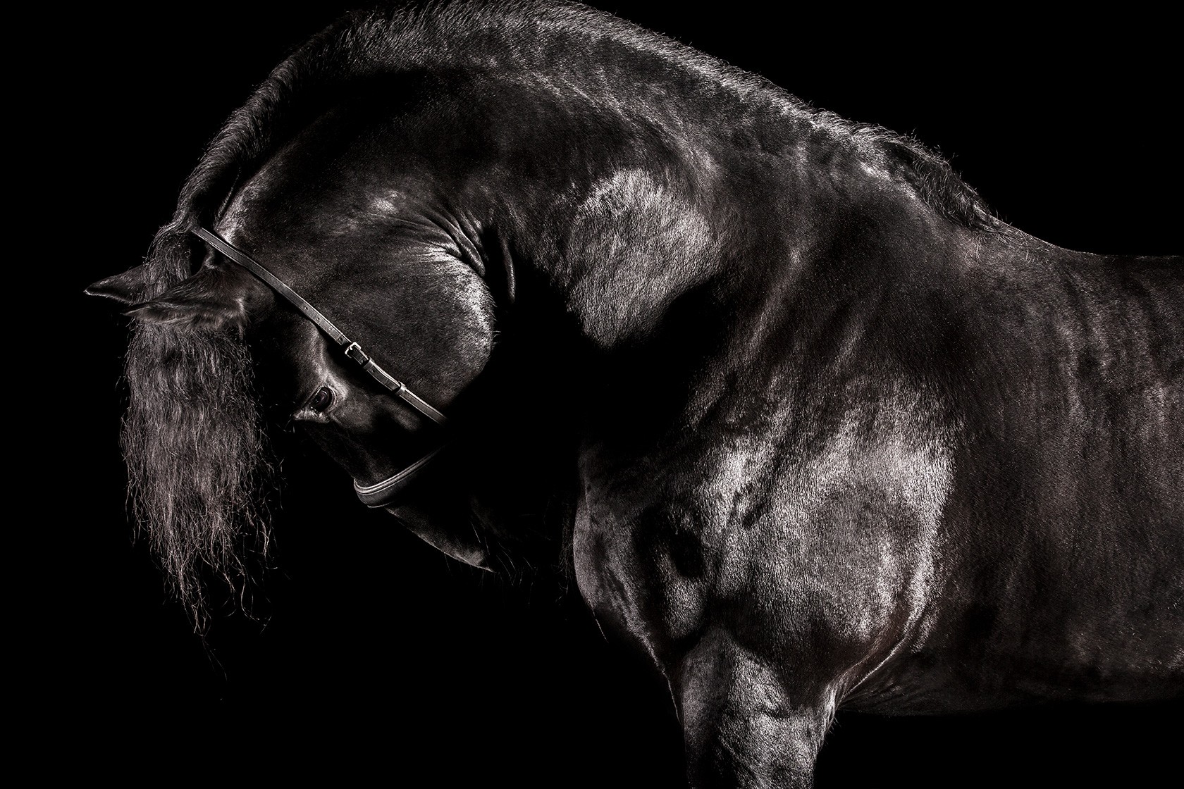 Raphael Macek, Reverentia, Horse Portrait, Equine Beauty Raphael Macek, Reverentia, Horse Portrait, Equine Beauty
