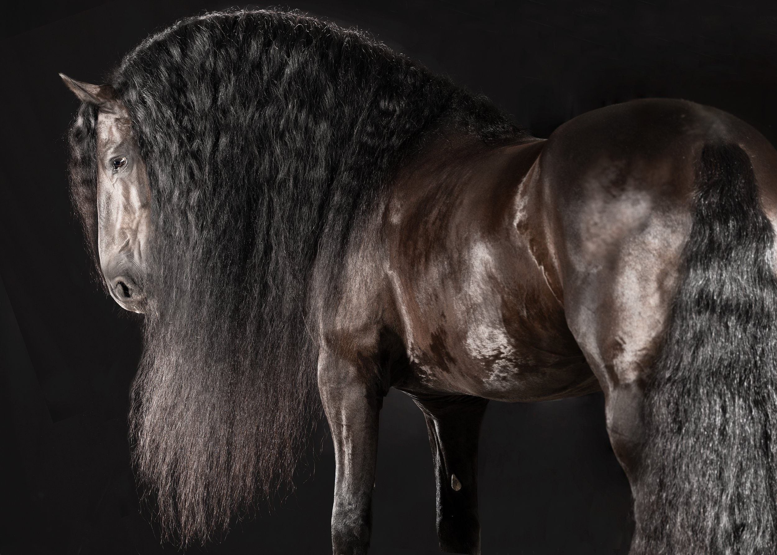 Raphael Macek, Perfectio, Horse Portrait, Equine Beauty Raphael Macek, Perfectio, Horse Portrait, Equine Beauty