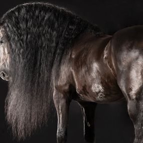 Photography, Perfectio, Horse Portrait, Equine Beauty, Raphael Macek