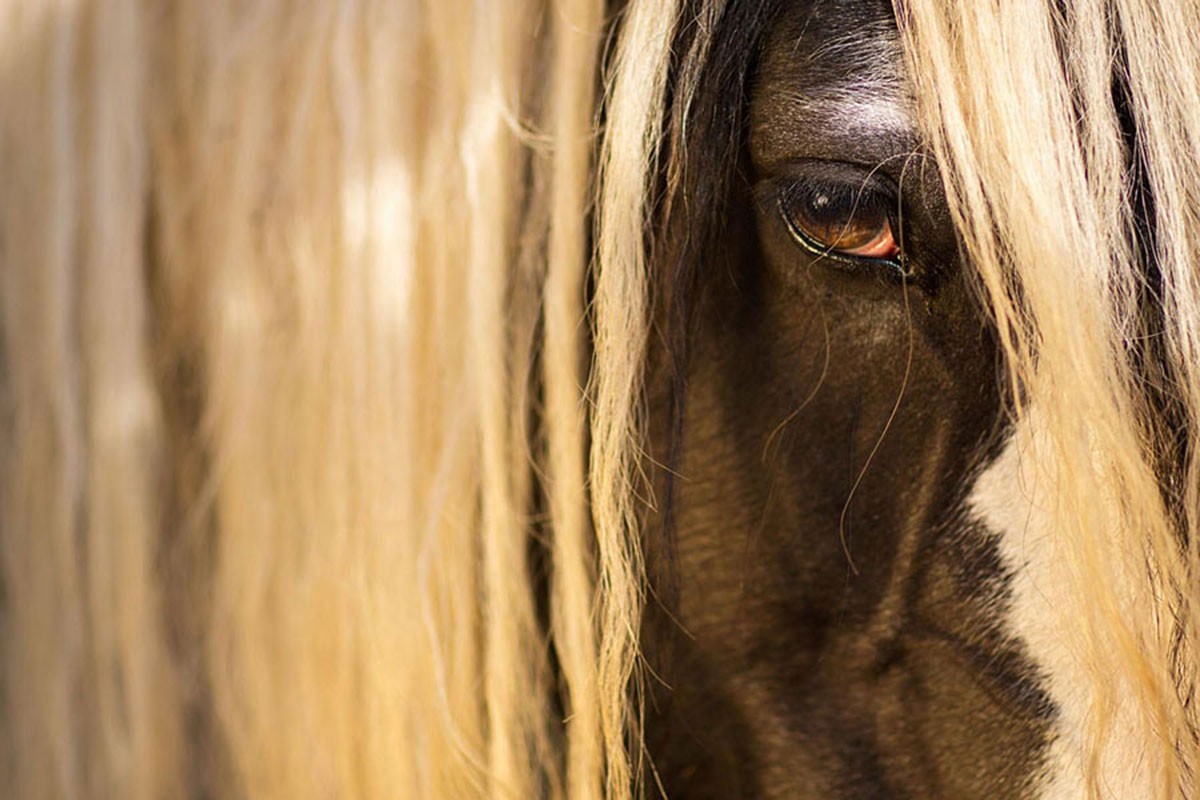 Raphael Macek, Equestrian Beauty #13 Raphael Macek, Equestrian Beauty #13