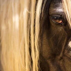 Photography, Equestrian Beauty #13, Raphael Macek