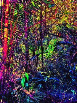 Print, Amazonia, Pellarose