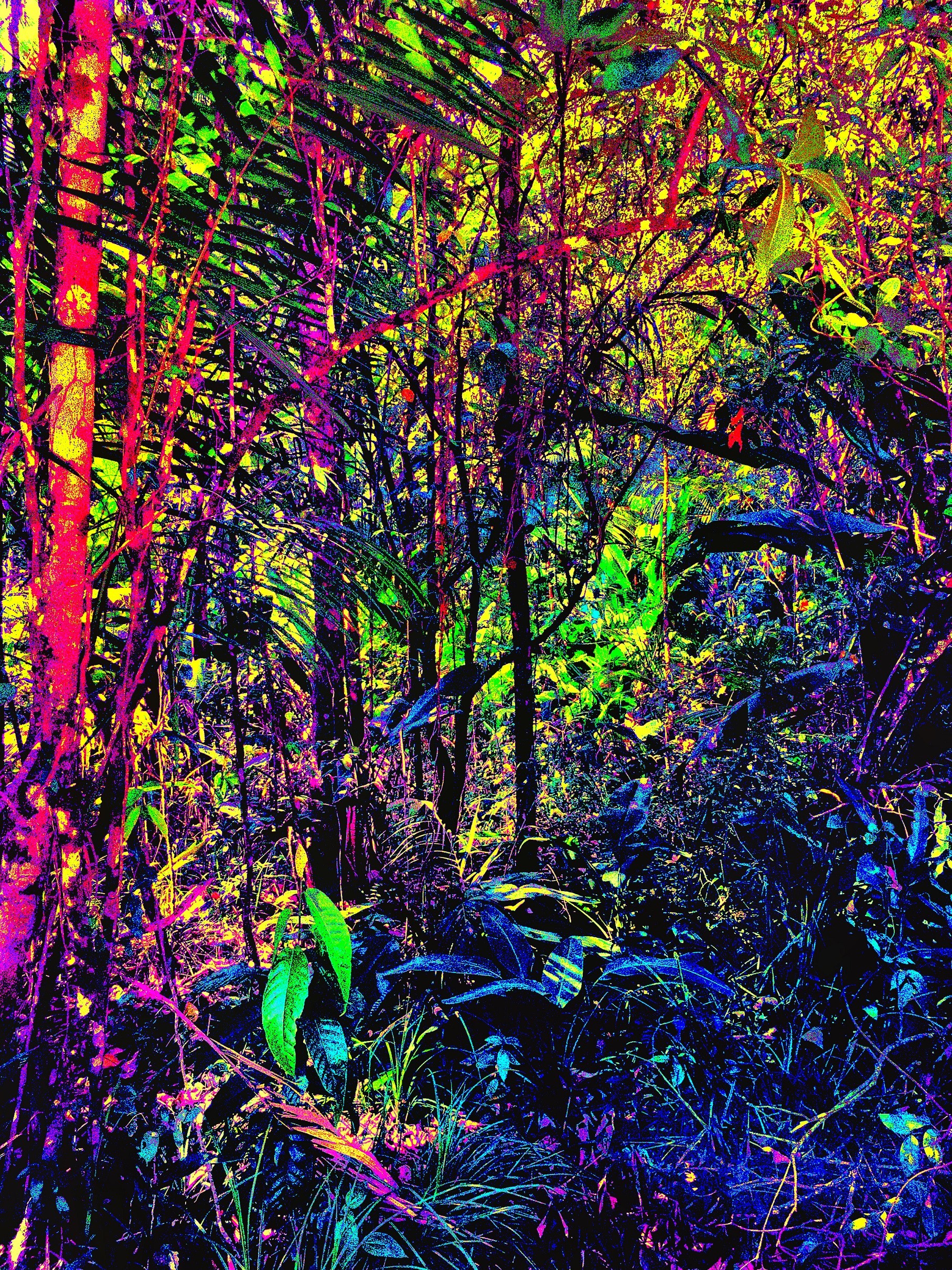 Pellarose, Amazonia Pellarose, Amazonia
