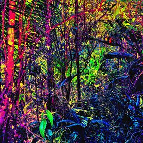 Drucke, Amazonia, Pellarose