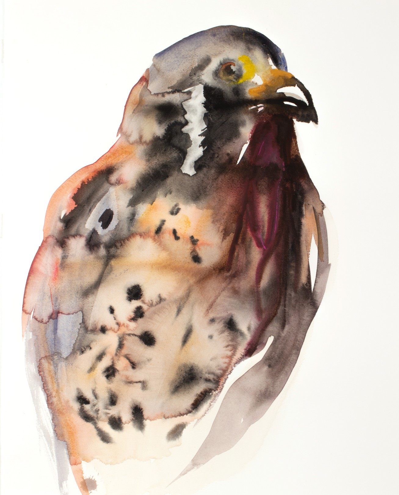 Elizabeth Becker, Falcon Elizabeth Becker, Falcon