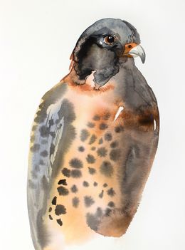 Painting, Harris's Hawk, Elizabeth Becker