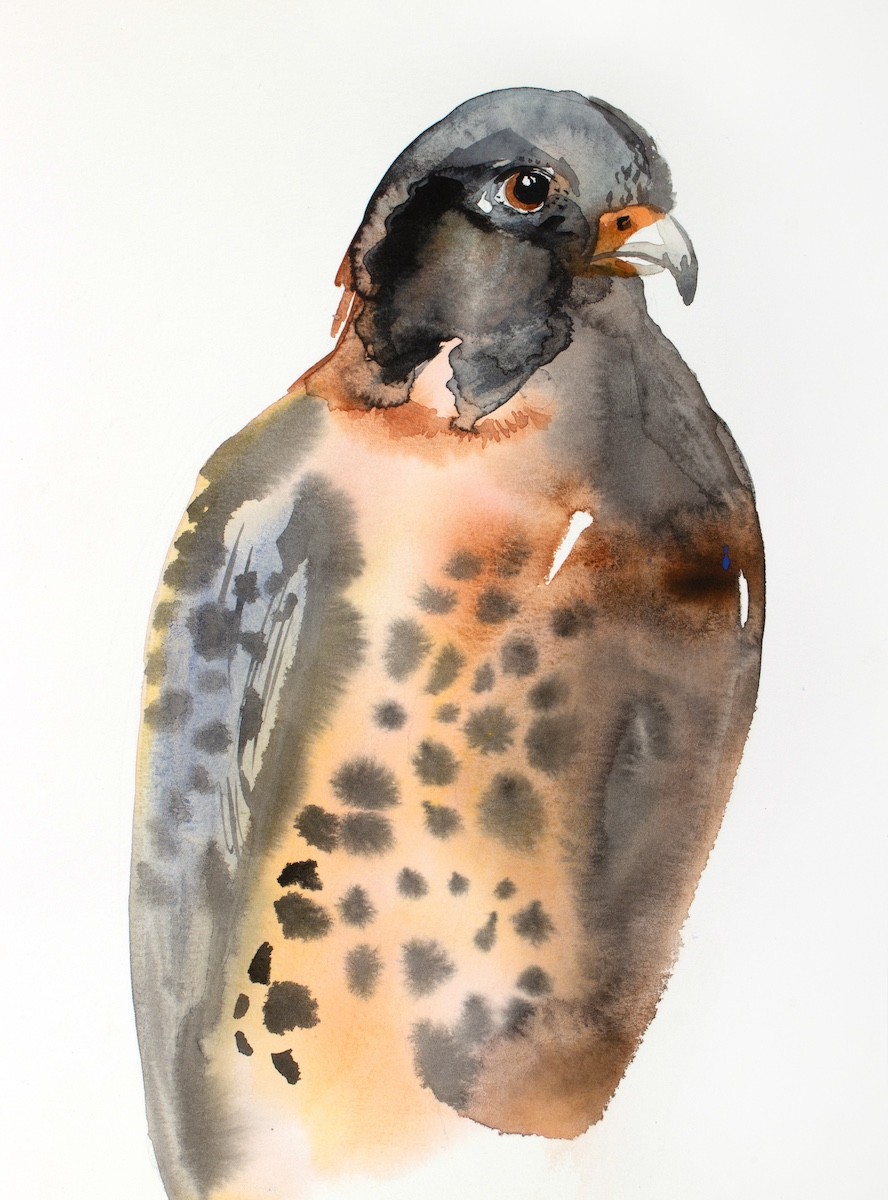 Elizabeth Becker, Harris's Hawk Elizabeth Becker, Harris's Hawk