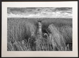 Photographie, Frosted reeds, James Sparshatt
