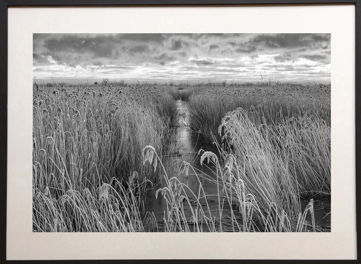 James Sparshatt, Frosted reeds James Sparshatt, Frosted reeds
