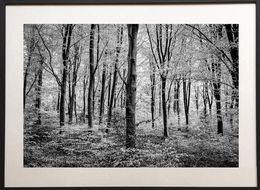 Photographie, Spring amidst the beech, James Sparshatt