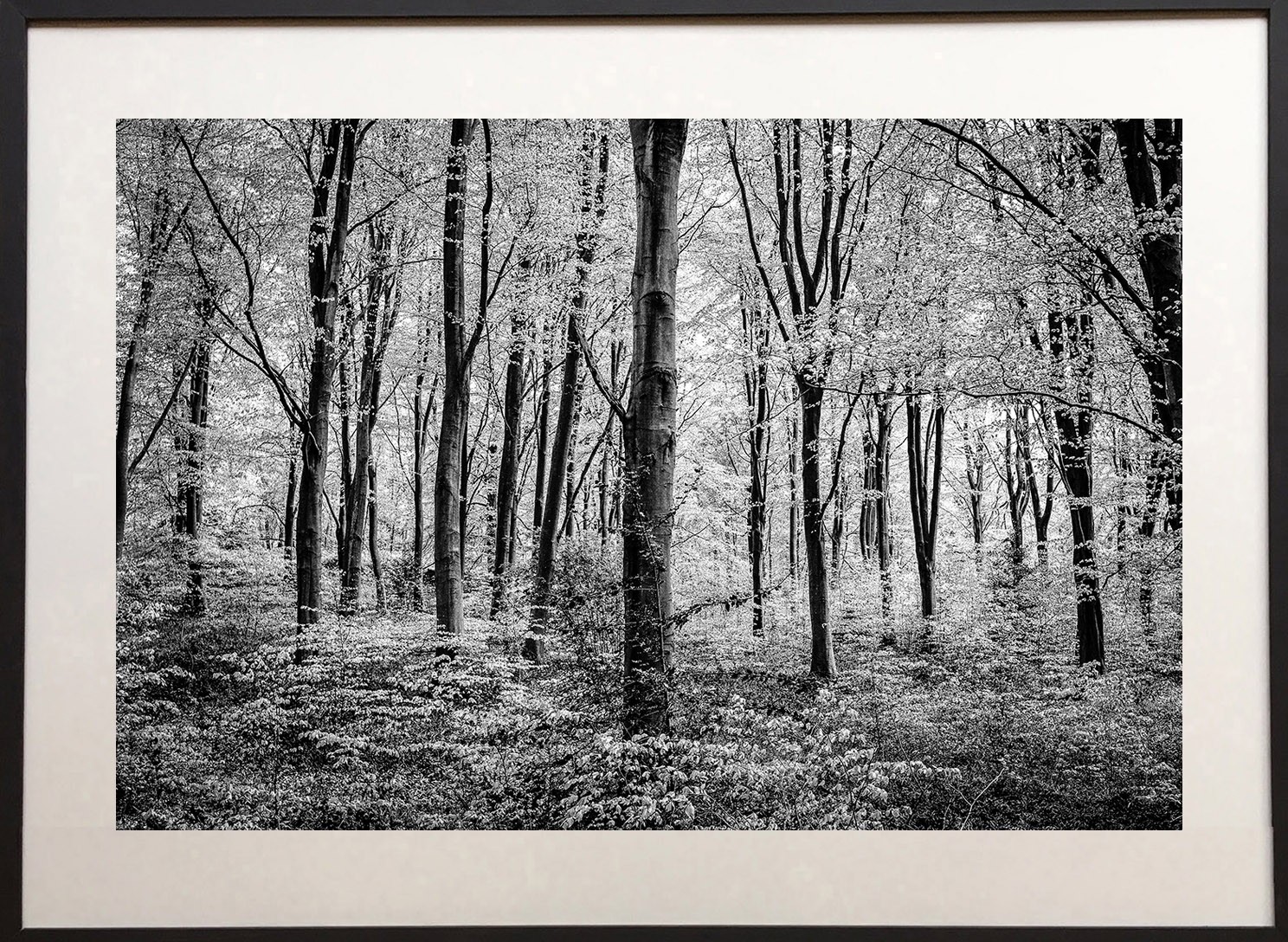 James Sparshatt, Spring amidst the beech James Sparshatt, Spring amidst the beech