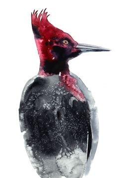 Gemälde, Pileated Woodpecker No. 2, Elizabeth Becker