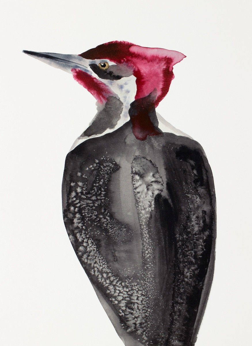 Elizabeth Becker, Pileated Woodpecker Elizabeth Becker, Pileated Woodpecker