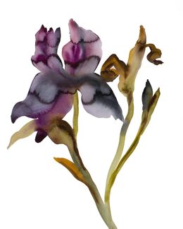 Painting, Iris No. 205, Elizabeth Becker