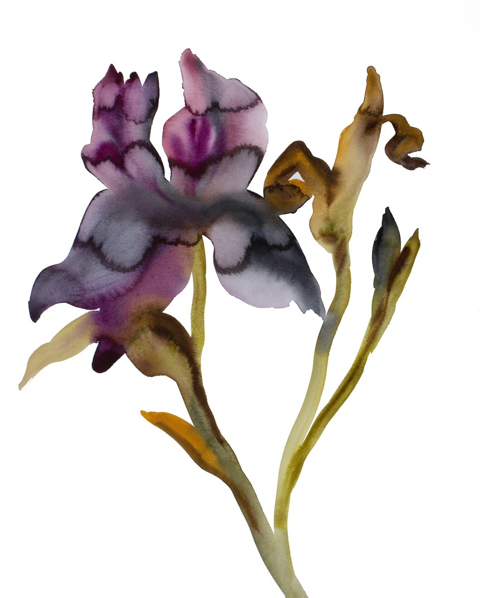 Elizabeth Becker, Iris No. 205 Elizabeth Becker, Iris No. 205