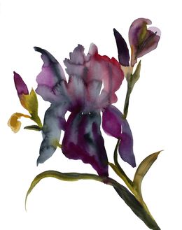 Painting, Iris No. 204, Elizabeth Becker