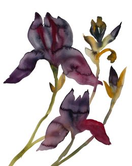Painting, Iris No. 203, Elizabeth Becker