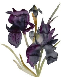Painting, Iris No. 202, Elizabeth Becker