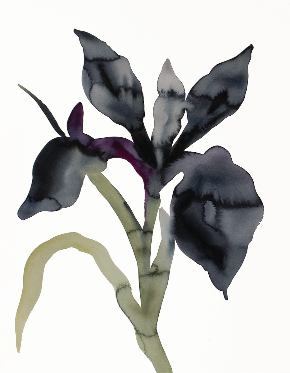 Elizabeth Becker, Iris No. 206 Elizabeth Becker, Iris No. 206