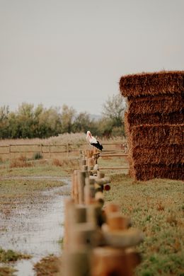Photography, A Watchful Stork: A Rural Landscape, Arantza NT Photography