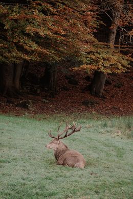Photography, Deer resting in the grass, Arantza NT Photography