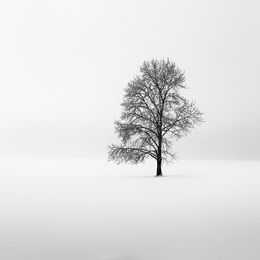 Fotografien, King of Trees, Alexandre Manuel