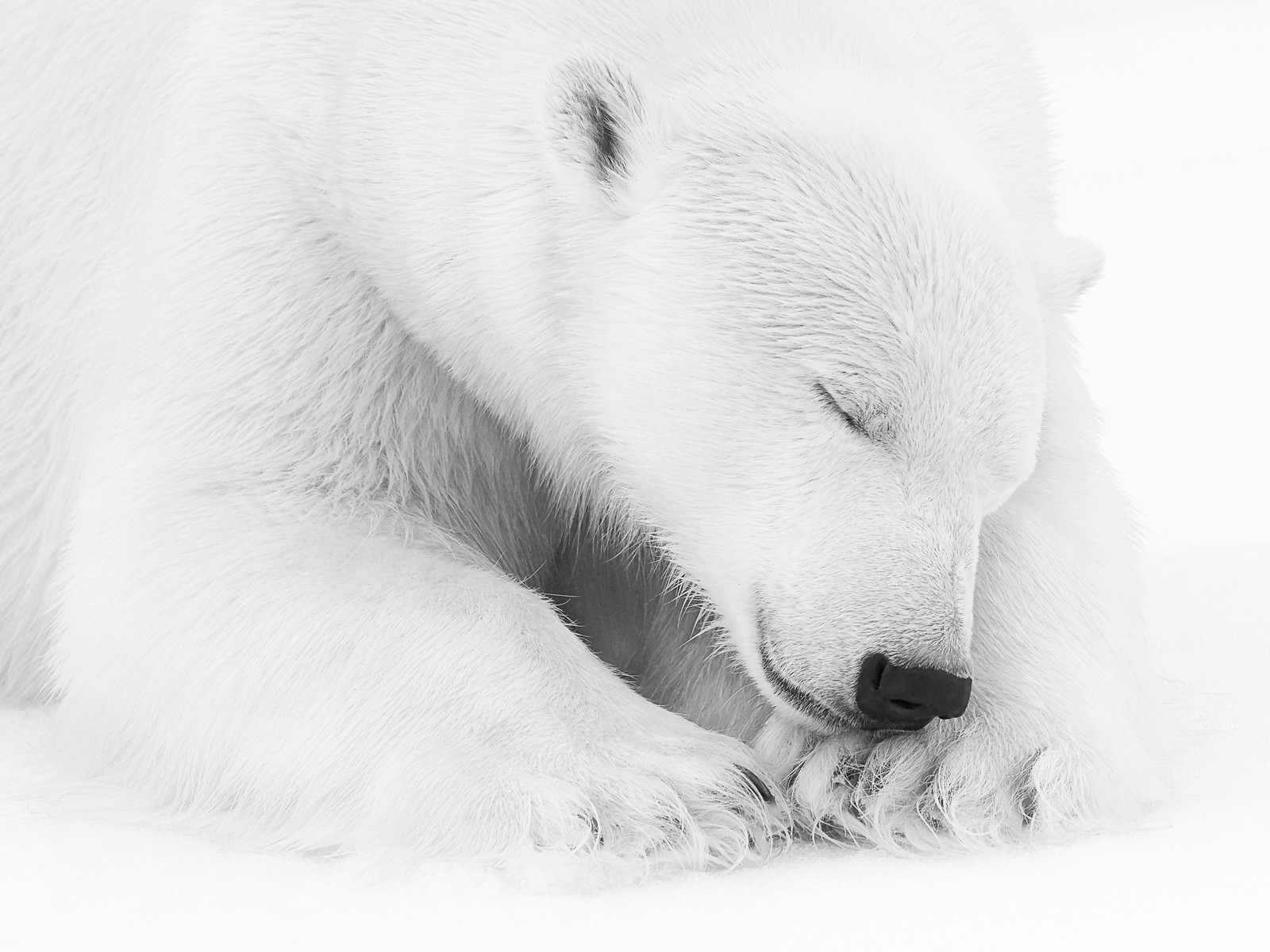 Kyriakos Kaziras, Le dormeur du Nord Kyriakos Kaziras, Le dormeur du Nord