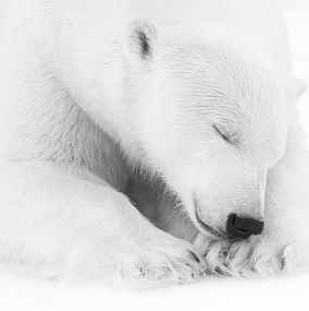 Fotografien, Le dormeur du Nord, Kyriakos Kaziras