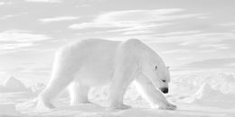Photography, Prince of Arctic, Kyriakos Kaziras