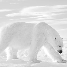 Fotografien, Prince of Arctic, Kyriakos Kaziras