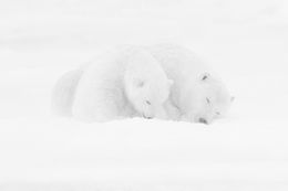 Photographie, Sleeping in the snow Part I, Kyriakos Kaziras